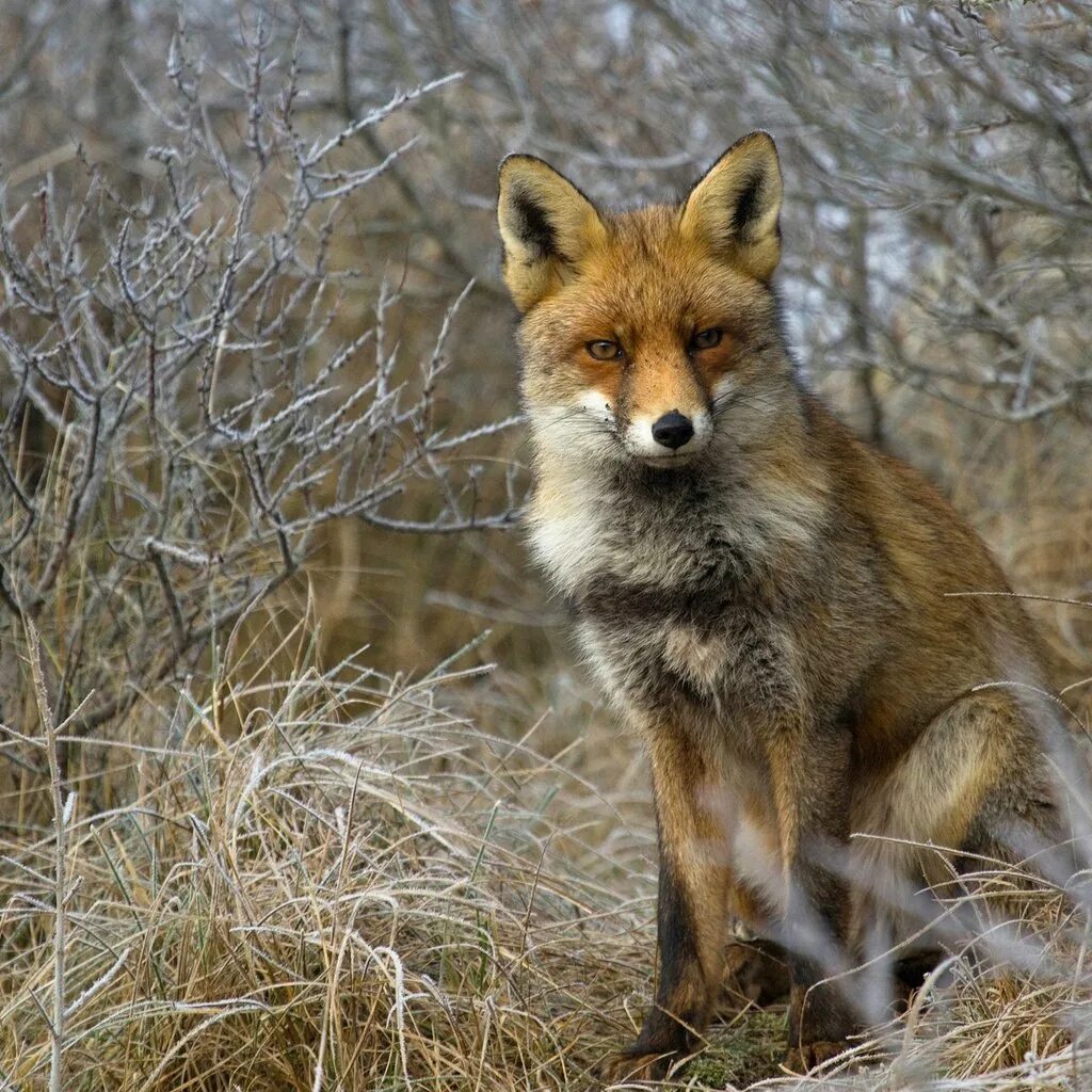 Лисы. Монгольская лисица. Лиса в кустах. Лиса обои. P fox