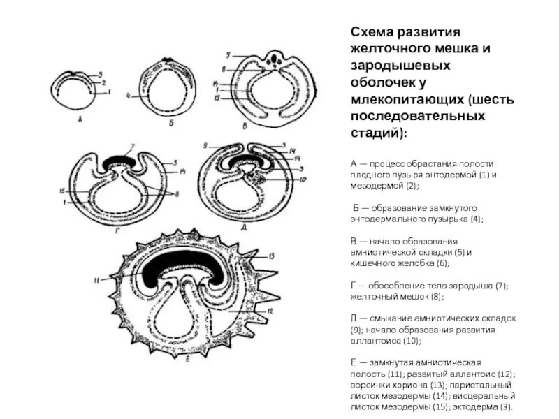 Зародышевые оболочки амниот. Схема зародышевых оболочек амниот. Зародышевые оболочки яйца амниот. Развитие зародышевых оболочек амниот. Появление амниона и других зародышевых оболочек