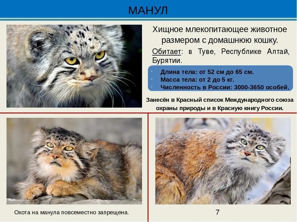 Манул проект красная книга
