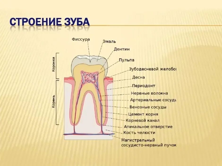 Строение зуба человека анатомия. Внутреннее строение зуба рисунок. Схема строения зуба анатомия. Схема внутреннего строения зуба анатомия. Видимая часть зуба