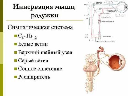 Что такое иннервация