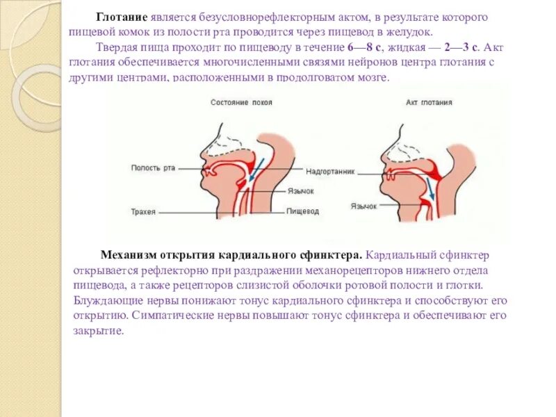 Глотательный рефлекс процесс. Схема глотательного рефлекса. Схема акта глотания. Рефлекс глотания.