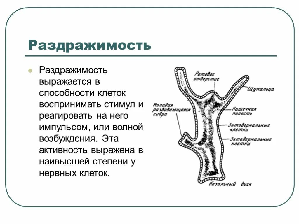 Раздражимость. Процесс раздражимости клетки. Раздражимость организмов. Раздражимость это в биологии. Какова роль раздражимости в жизни