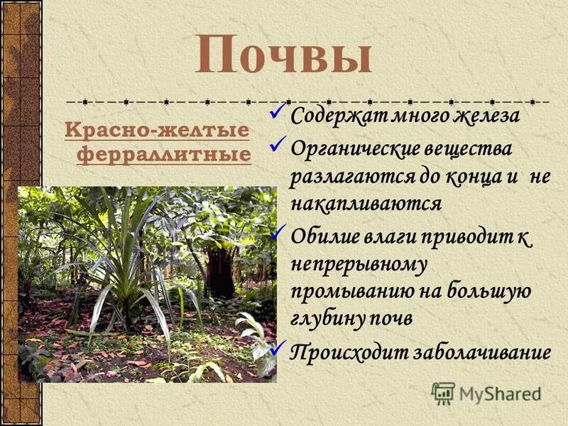 влажные экваториальные леса африки почвы. экваториальные леса африки 7 класс. почвы дождевых тропических лесов. остров борнео лес. сельва южной америки.