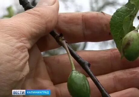 Углубить плодоносить