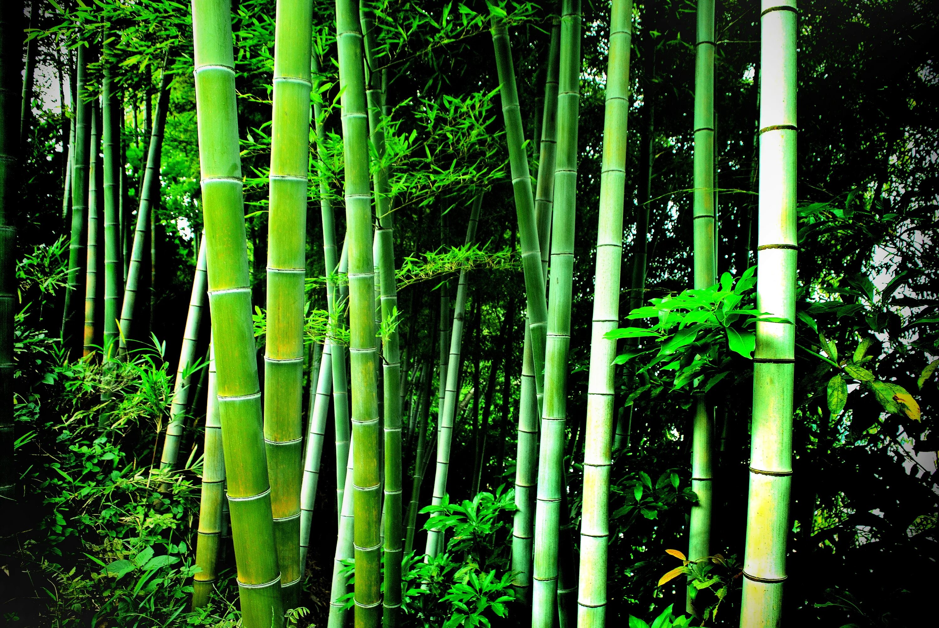 Big bamboo демо big bambooo com