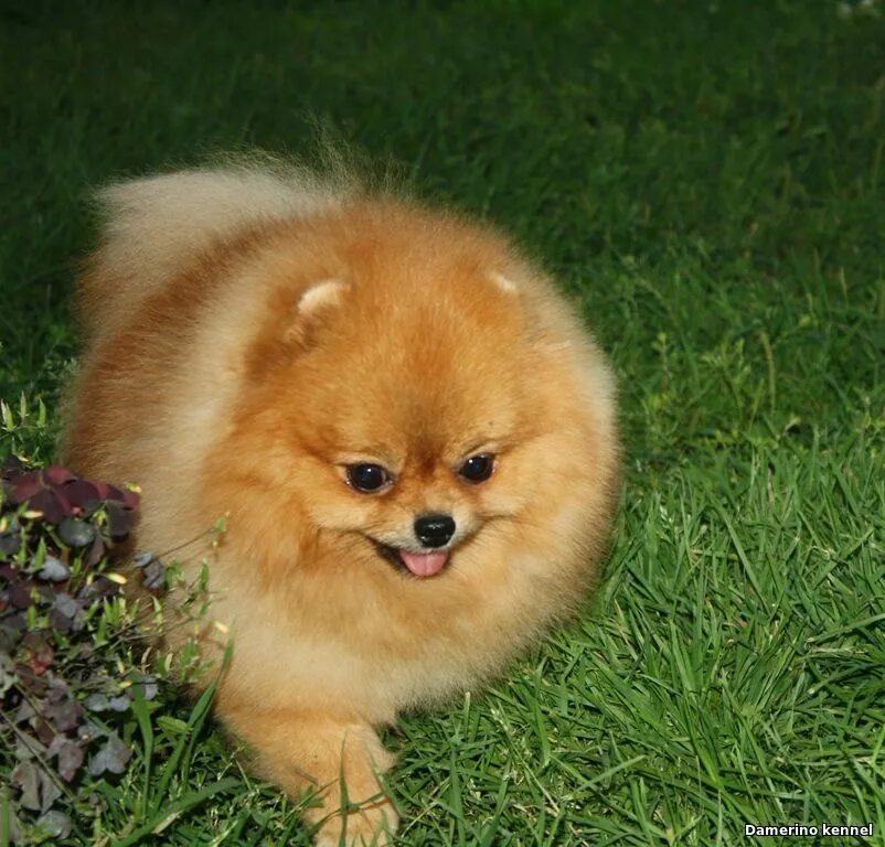 померанский шпиц макси. щенки померанского шпица 3 недели. головачева галина шпицы. померанский шпиц арчи. шпица и кузнецова.