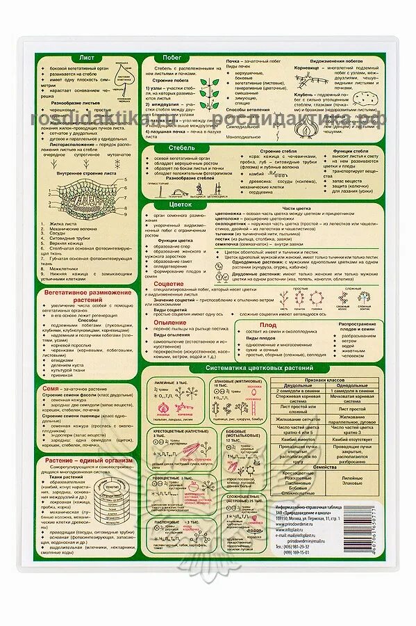 Шпаргалки по ботанике. Шпоры по биологии ботаника. Шпаргалка по ботанике для ЕГЭ. Биология. Шпаргалка. Шпоры по биологии огэ