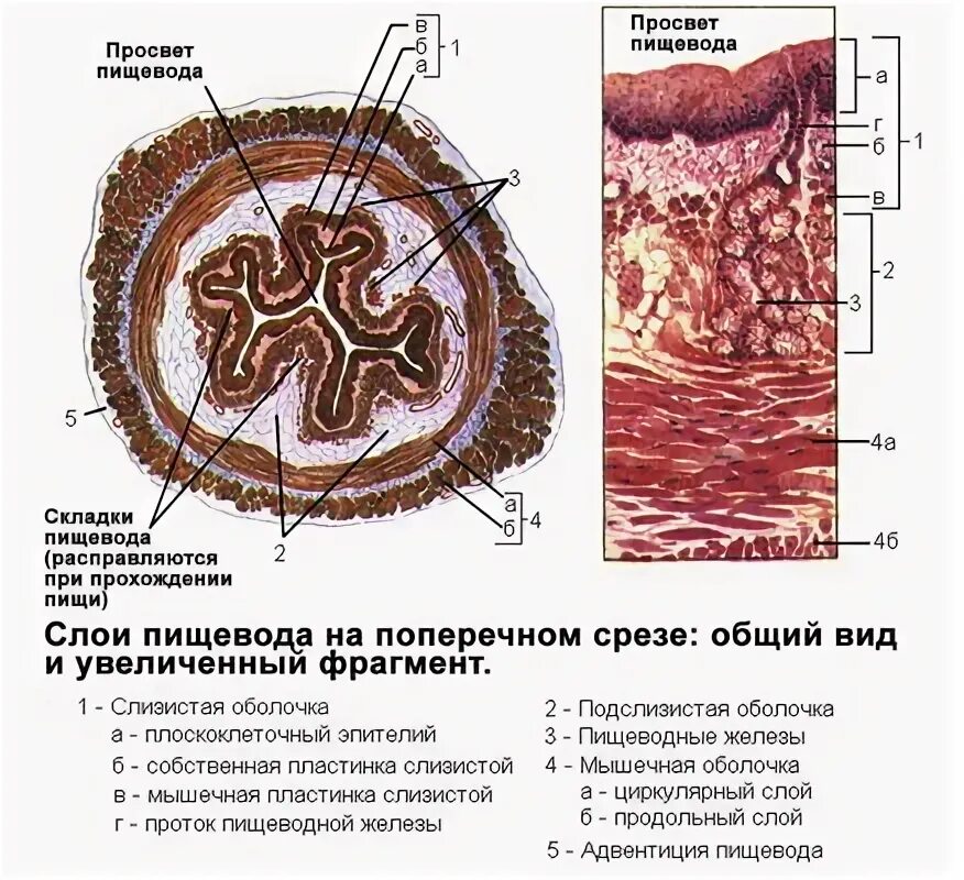 Слои пищевода