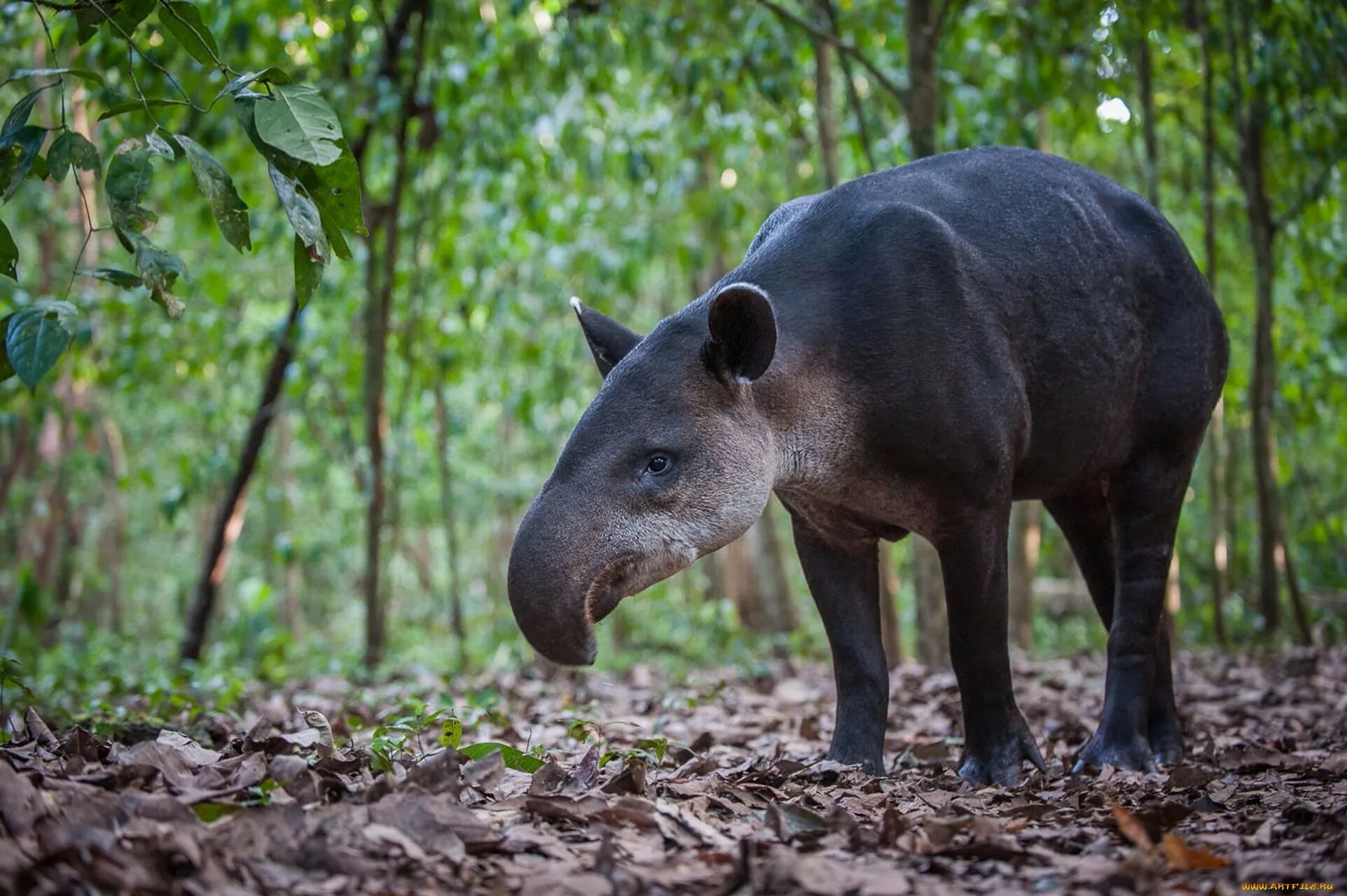 Интересные животные америки. Тапировые непарнокопытные. Чепрачный тапир. Горный тапир непарнокопытные. Тапир в Южной Америке.