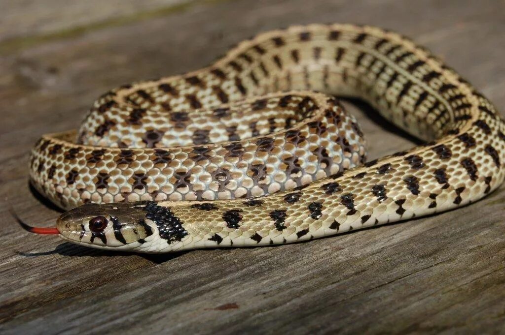 Полоз 5 букв. Подвязочная змея Thamnophis Marcianus. Подвязочная змея пестрая (Thamnophis Marcianus). Пятнистый полоз. Пятнистый лазающий полоз.