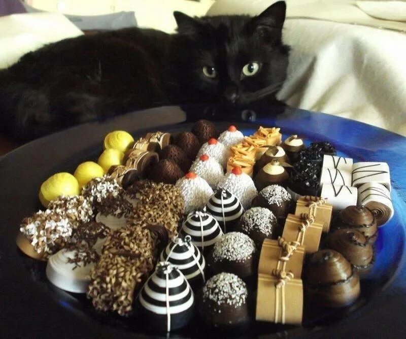 Кошачьи сладости. Котик со сладостями. Котик с конфеткой. Сладости для кошек. Можно ли кошечек