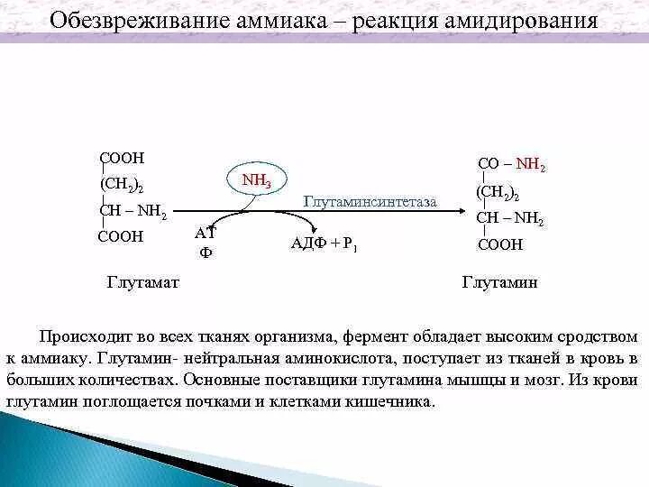 Глутамат амидирование. Основные реакции обезвреживания аммиака. Схема обезвреживания аммиака в печени. Обезвреживание аммиака путем амидирования. Аммиачная кислота формула