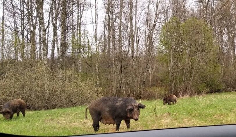 Ярославль деревня староселово жители. Михаил дикий ярославль. Кабаны лес вологда. Кабаны в поселке. Кабанов деревня.