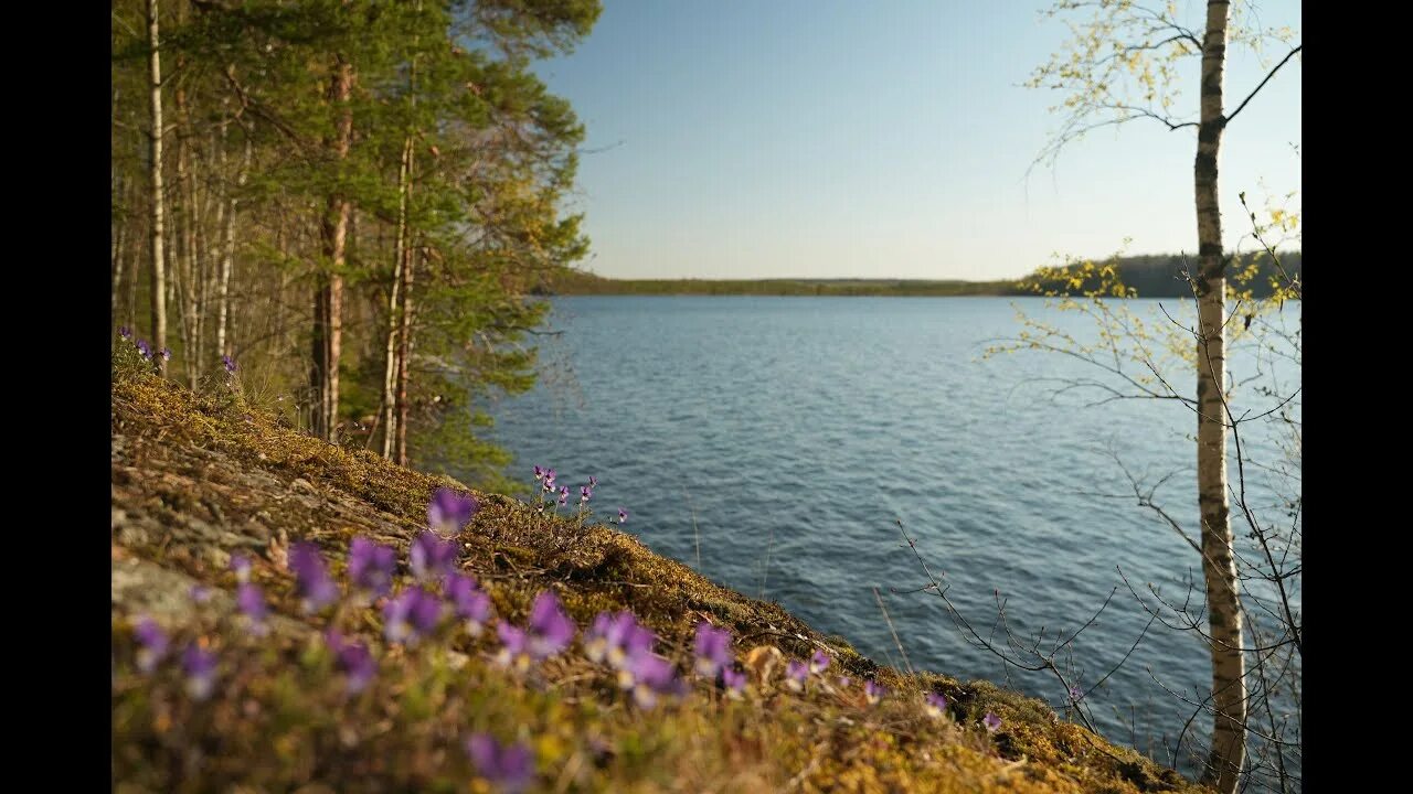 Озеро Урозеро. Урозеро Карелия. Урозеро Карелия пляж. Урозеро Петрозаводск. Озеры карелии