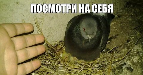 Данных не смотря на эти