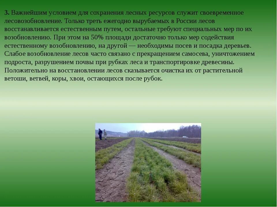 Рациональное использование растительных ресурсов. Современное состояние лесных ресурсов россии. охрана лесные ресурсы. современное состояние и охрана растительности.