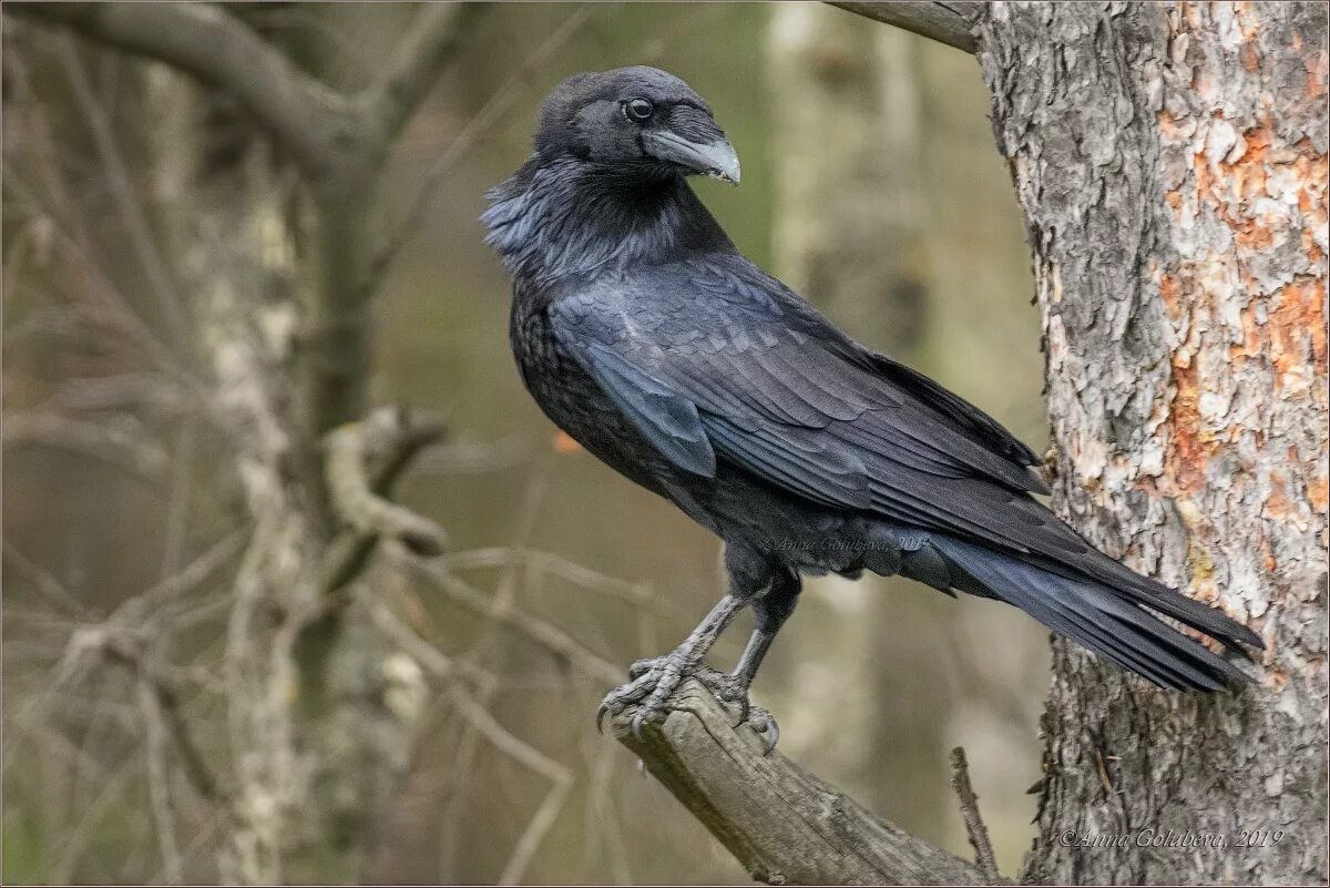 Ворон какой вид. Черный ворон Corvus Corax. Corvus Corax птица. Корвус Коракс ворон. Корвус Коракс ворон черный.