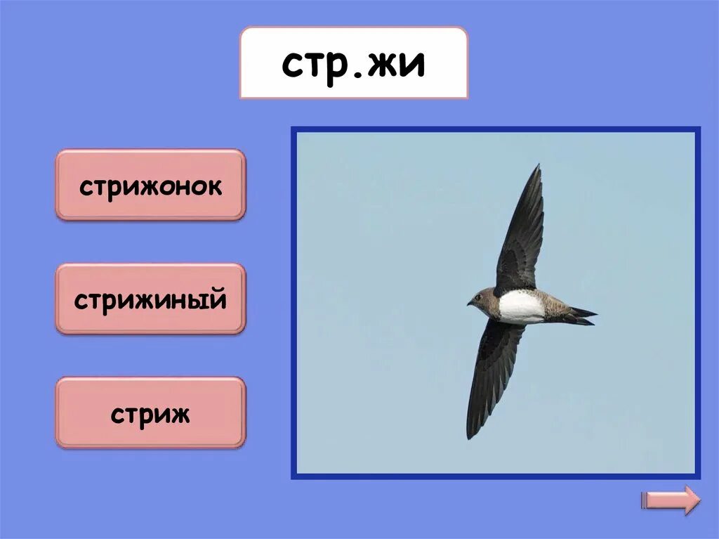 Стрижи проверочное слово. Стрижонок Стриж. Стрижи Стриж проверочное слово. Проверочное слово к слову Стрижи.