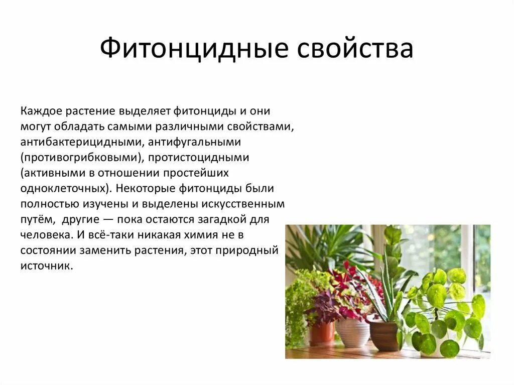 Какими свойствами обладает трава. Фитонцидная активность комнатных растений. Фитонцидные растения комнатные. Фитонцидные растения в интерьере. Растения выделяющие фитонциды.