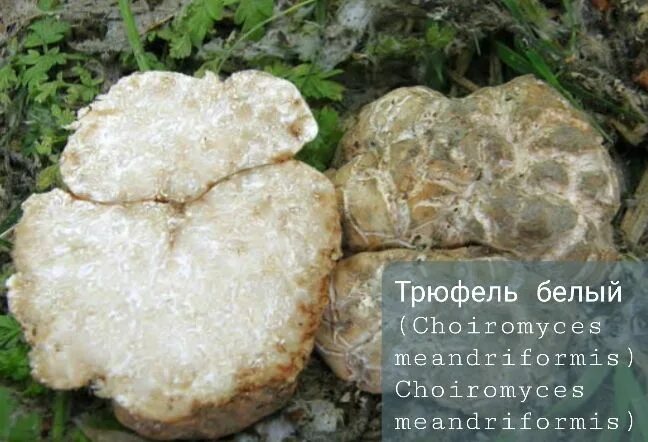 Агроном Людмила Шубина нашла белые трюфели в лесу под Новосибирском - обсуждение