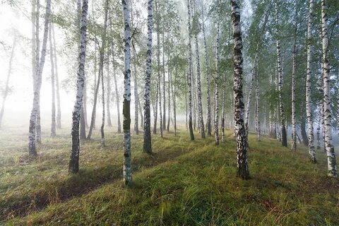 Роща александры