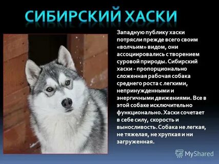 Лайка собака рассказ