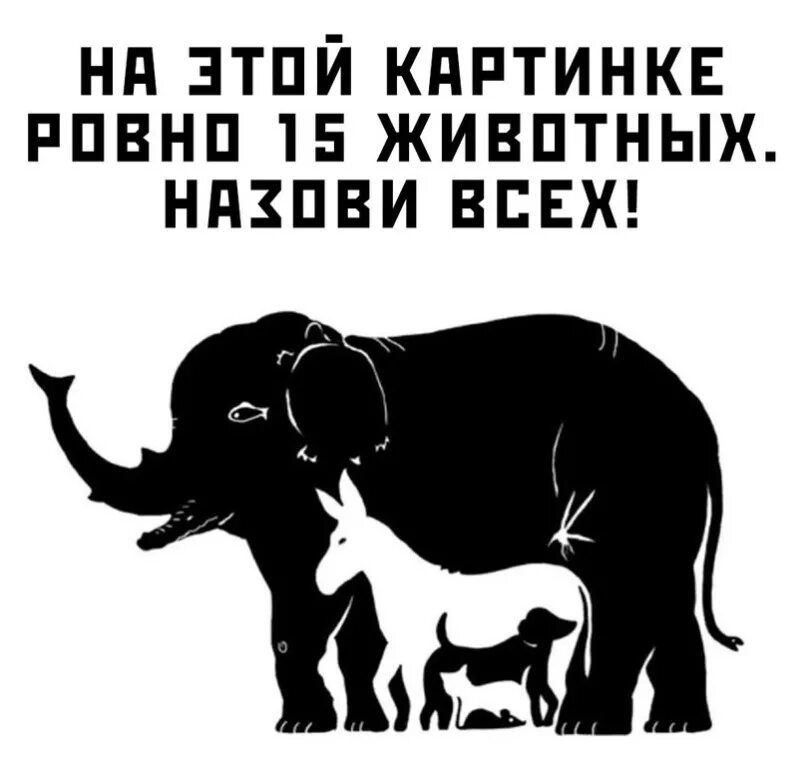 Сколько живетный на картинке. Сколько животный на картинке. Сколько животных на этой картинке. Сколько животных вы видите на картинке.