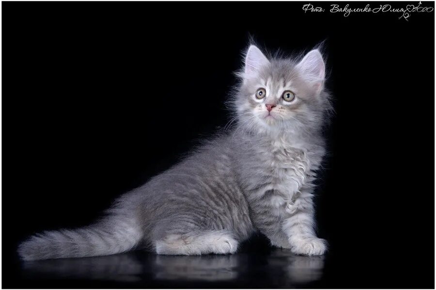 Сибирские котята питомник. Мраморные Сибирские котята. Сибирский Нибелунг котенок. Серебристые Сибирские котята.
