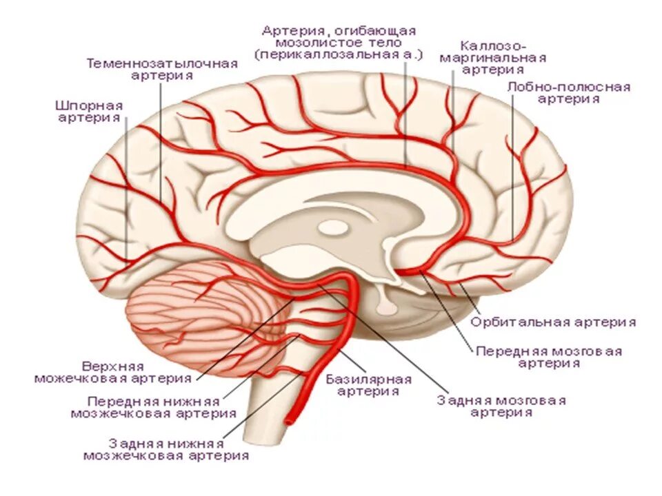 Артерии основания мозга. Артерии лобной доли головного мозга. Задняя мозговая артерия анатомия сегменты. Ход базилярной артерии сбоку. Ветви средней мозговой артерии анатомия.