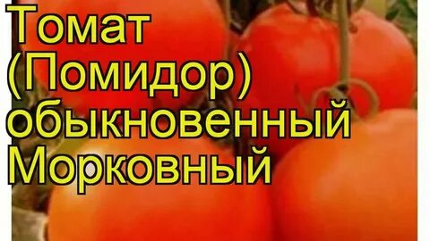 Томат морковный