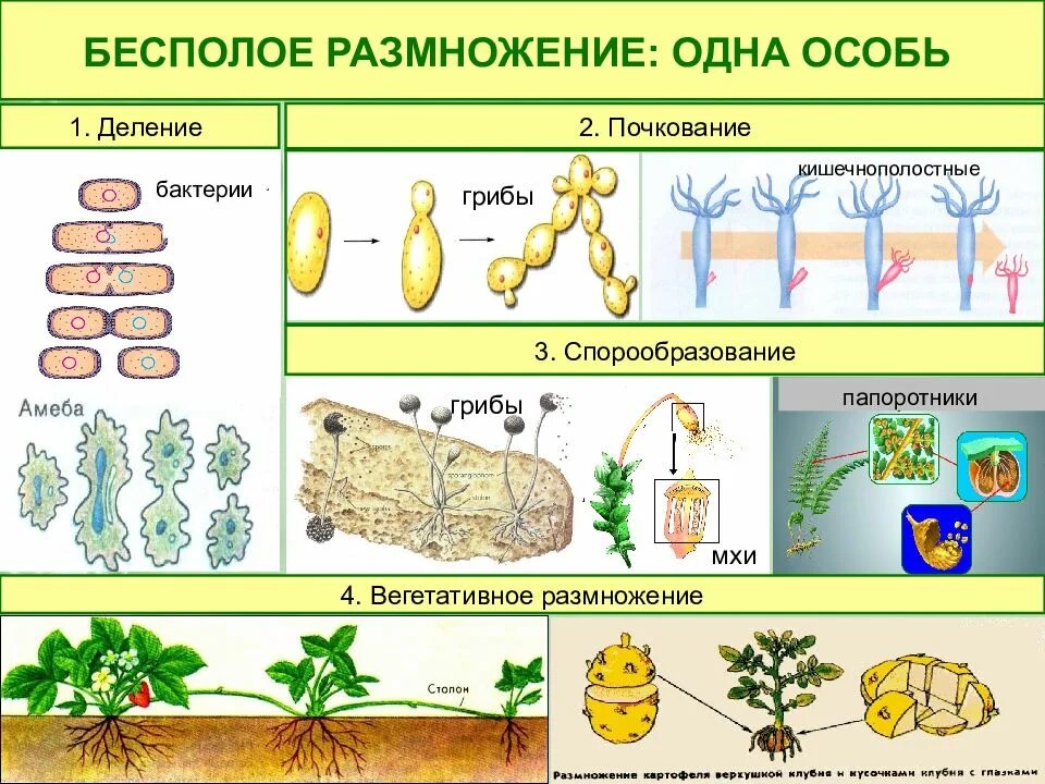 К какому размножению относится. К какому размножению относится