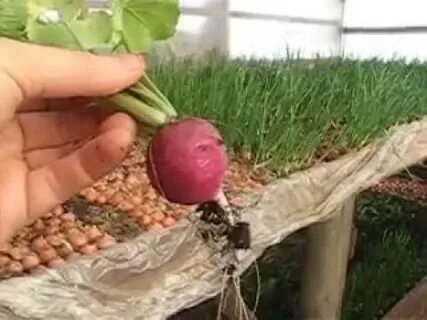 Редис осенью в теплице