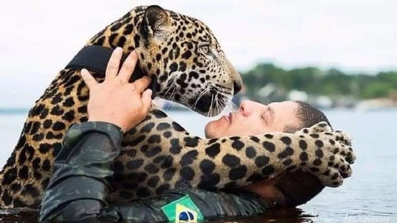 Приручить ягуара