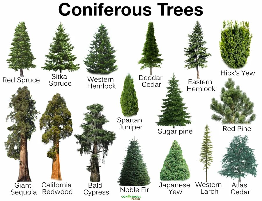 Tree names