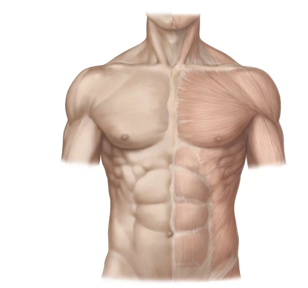 Прямые мышцы живота у мужчин. Мышцы пресса. Пресс анатомия. Пресс мышцы живота. Мускулатура пресса.