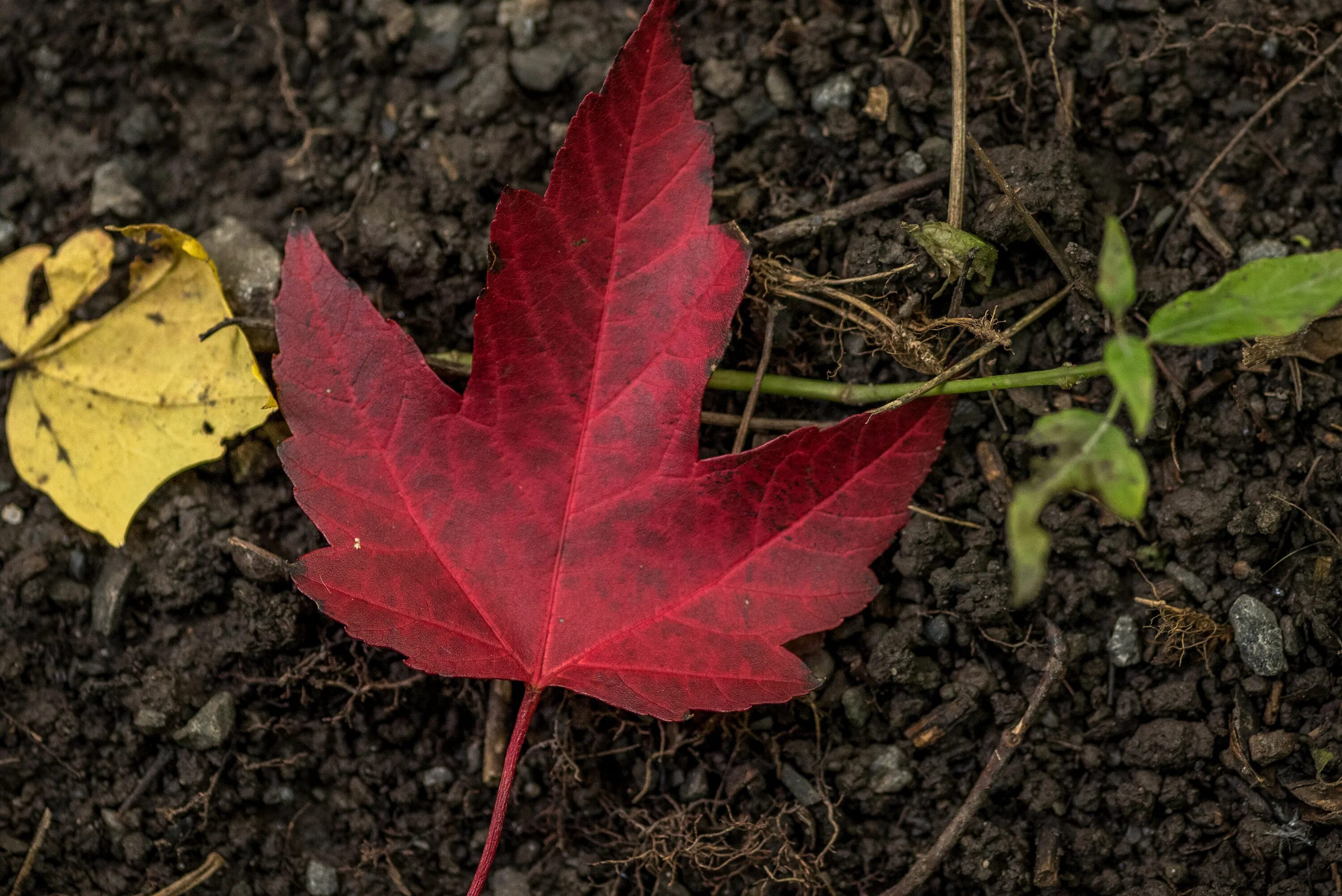 Канадский клен листок. Клен трехпалый. Клен с красными листьями. Кленовый лист сорт.