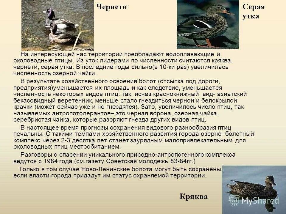 Для полевых исследований разнообразия птиц может потребоваться. Водоплавающие и околоводные птицы. околоводные птицы список. водоплавающие птицы список. численность уток в россии.