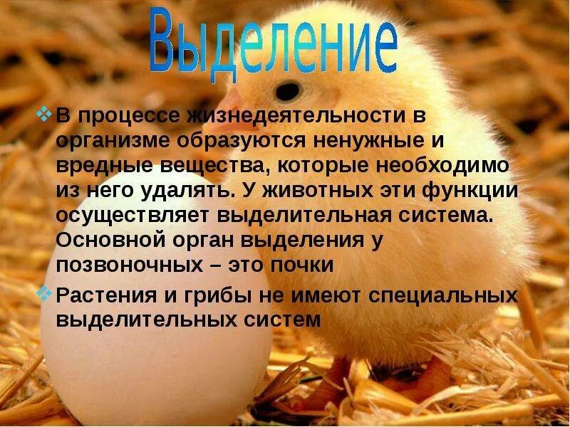 Как удаляются ненужные продукты жизнедеятельности у животных