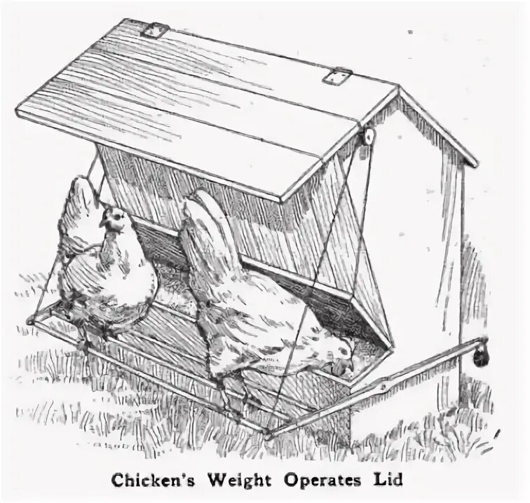 5 Best Chicken Feeders That Will Prevent Waste Chicken feeder, Chicken feeders, 