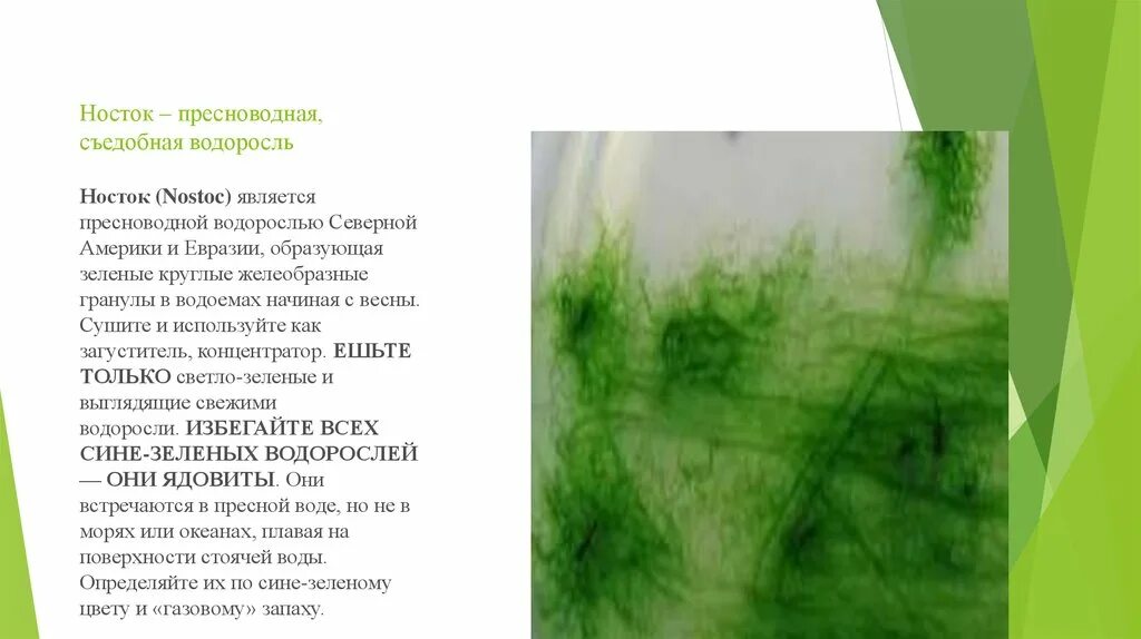Водоросли книга. Определитель водорослей пресноводных. Ярко зелёные водоросли съедобные. Книги о водорослях. Влияние фосфора на рост сине зеленых водорослей.