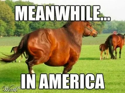 Look at me horse