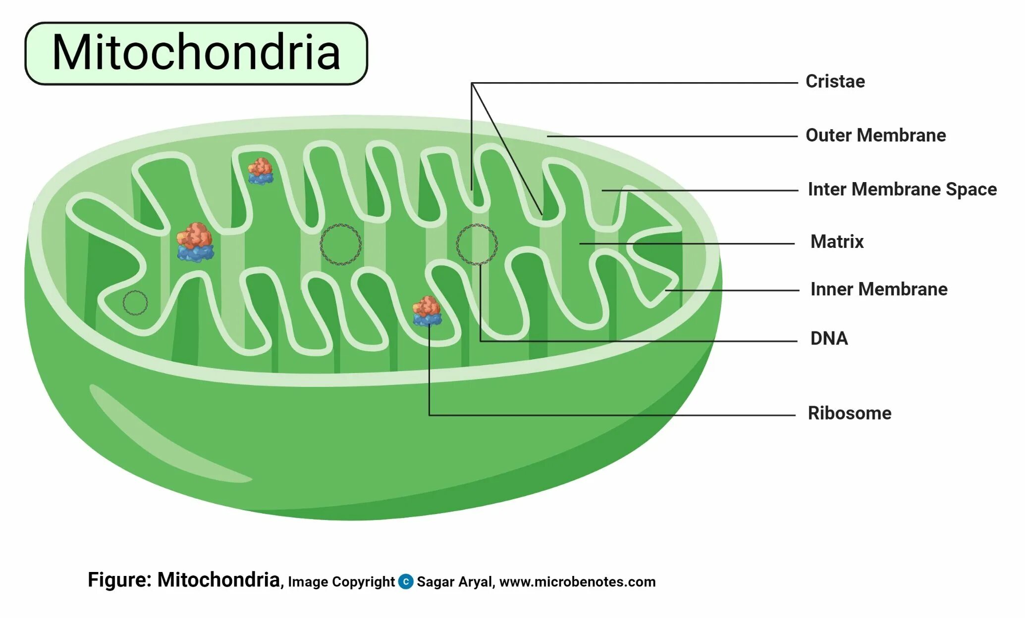Митохондрия микротрубочка хлоропласт. Митохондрия. Строение митохондрии. Митохондрии растительной клетки.