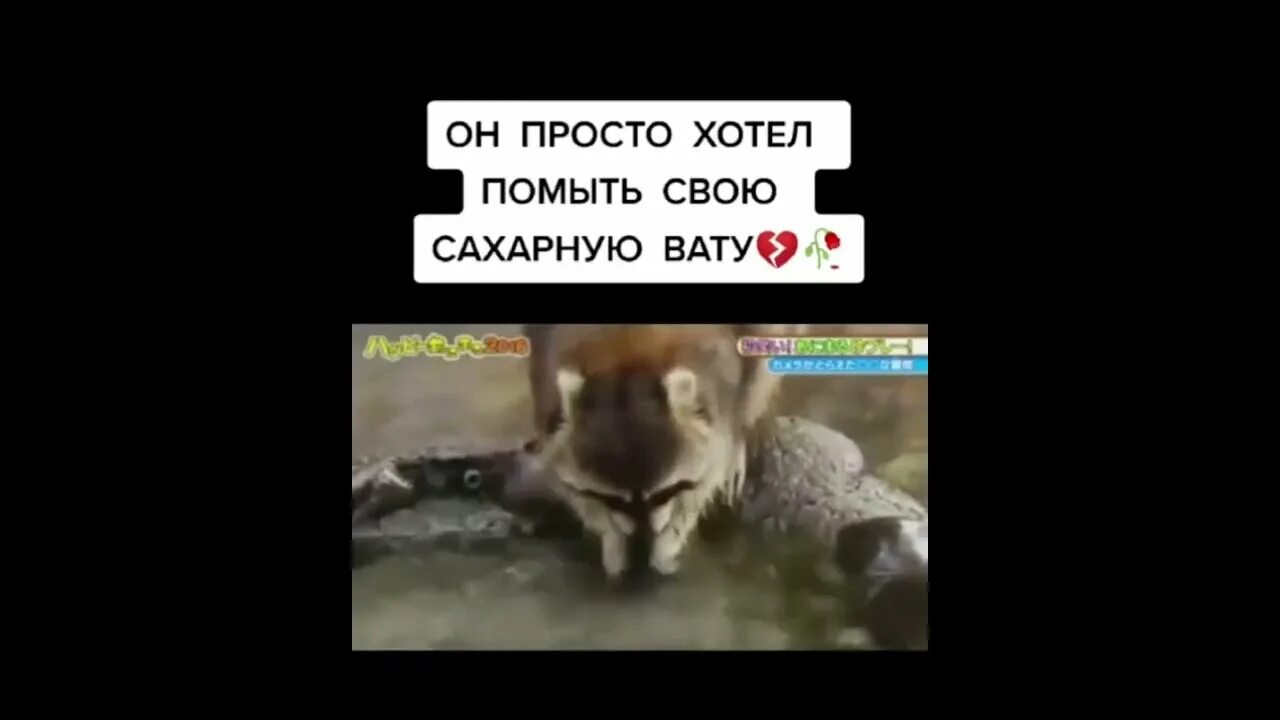 Енот моет сахарную вату. Енот помыл сахарную вату. енотик полоскун и сахарная вата. енот моет сахарную вату гифка.
