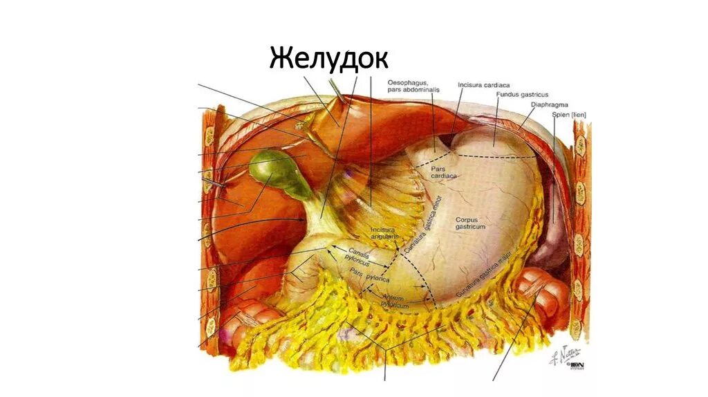 Желудок положение в теле