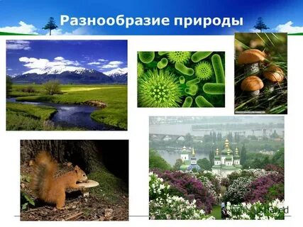 Разнообразие природы окружающий мир 3 класс видеоурок