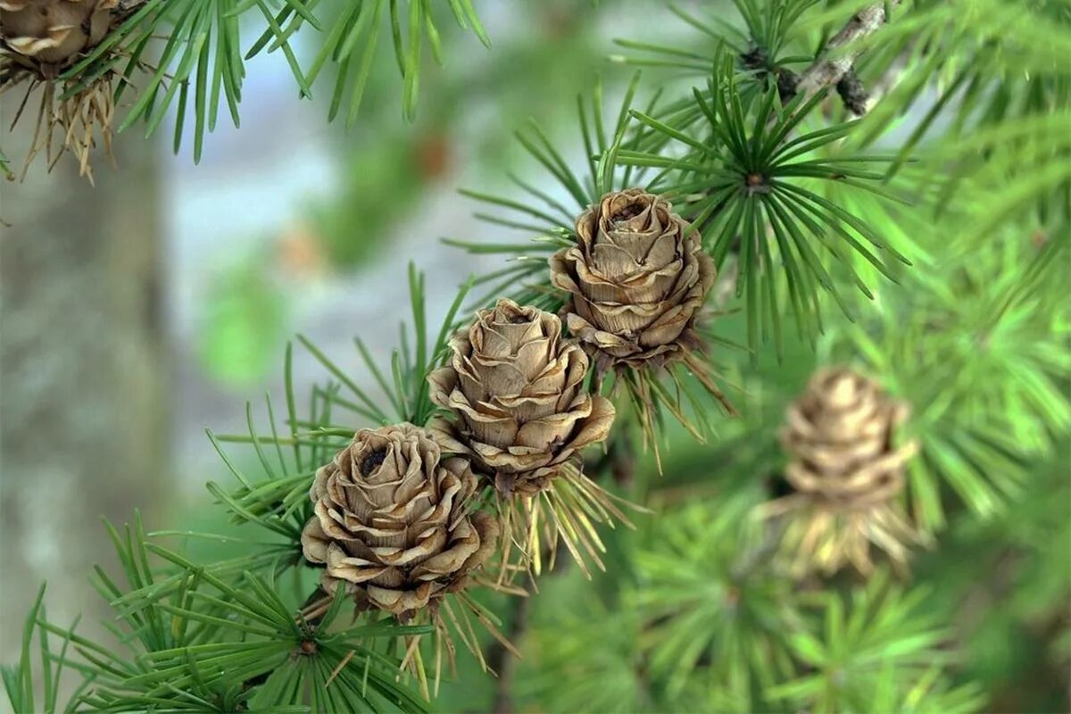 Сосна и лиственница хвойные деревья. Лиственница Сибирская Larix sibirica. Лиственница Сибирская шишки. Лиственница Сукачева шишка. Лиственница Сукачева (Larix sukaczewii).