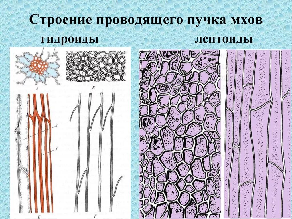 Гидроиды и лептоиды мхов. Ткани мхов. Проводящие ткани мхов. Проводящая система сфагнума. Мхи имеют органы ткани