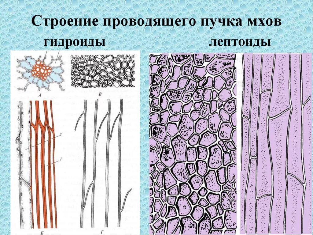 Мхи имеют органы ткани. Гидроиды и лептоиды мхов. Ткани мхов. Проводящие ткани мхов. Проводящая система сфагнума.