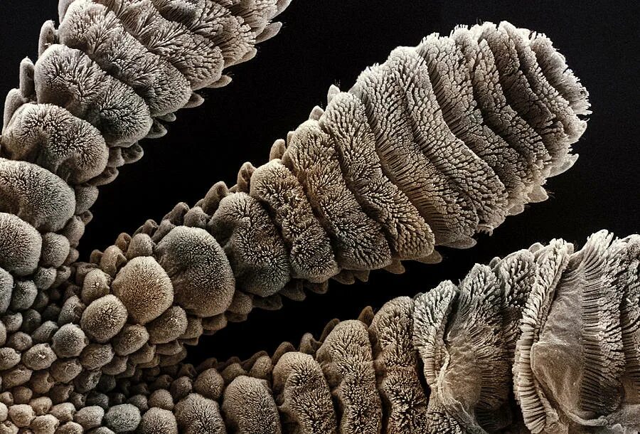 Лапа геккона под микроскопом. Кошачья шерсть под микроскопом. Лапки геккона под микроскопом. Лапки микроскопа